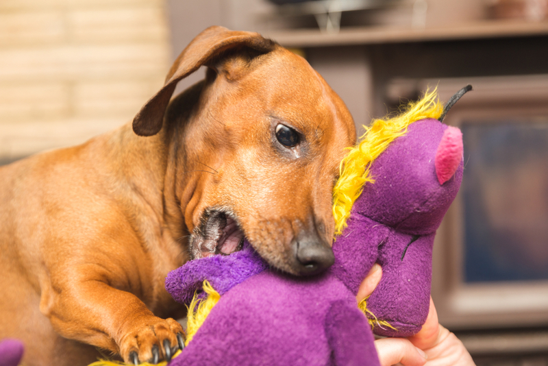 Make a Re-stuffable Dog Toy | Shutterstock Photo by The Adaptive