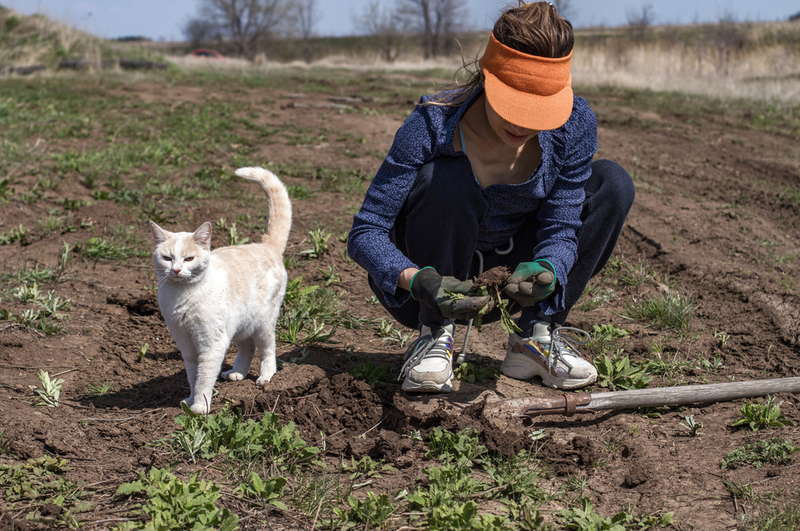 Grow Your Own Catnip | Shutterstock Photo by Elena Kotova