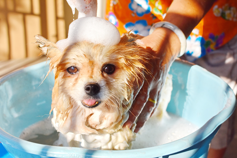 No Need for Special Shampoos | Shutterstock Photo by Leeyakorn06