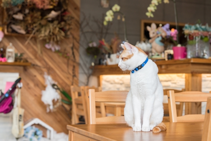 Kitty Cat Cafe | Ryan_Cheng/Shutterstock
