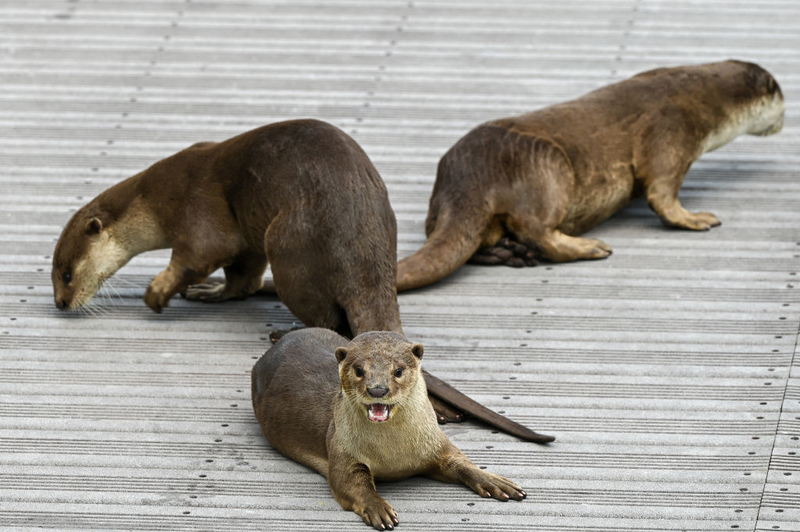 Otter City Life | Getty Images Photo by Roslan RAHMAN/AFP