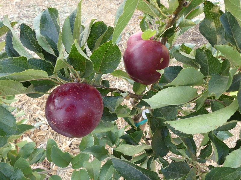 The Rare and Delicious Black Apples from Arkansas | 