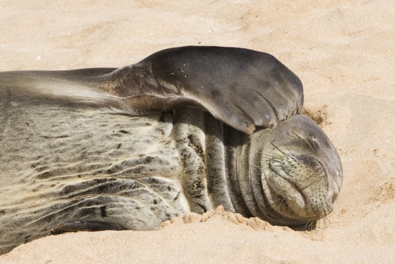 Monk Seals Are Real Sleepy | Getty Images Photo by Hal Beral
