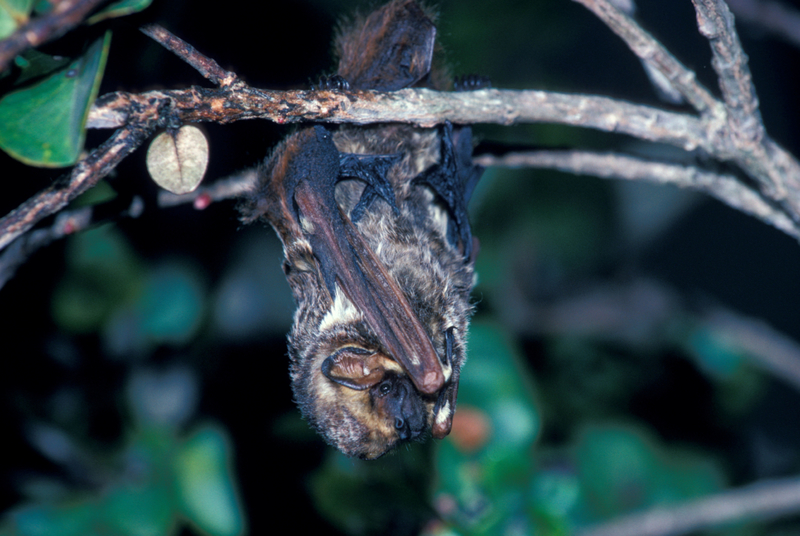 The Hoary Bat | Alamy Stock Photo by Photo Resource Hawaii/Jack Jeffrey 