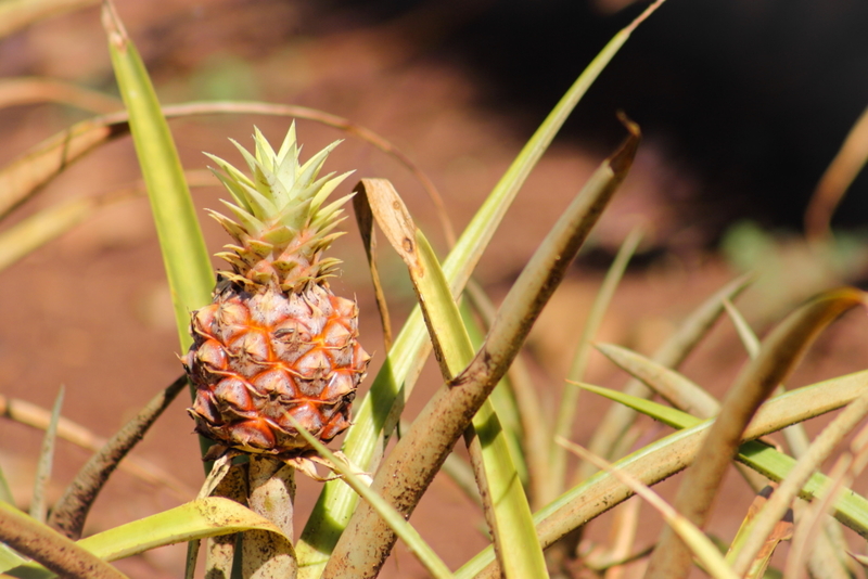 Pineapples Are Not Hawaiian! | Alamy Stock Photo by Molly Marshall 