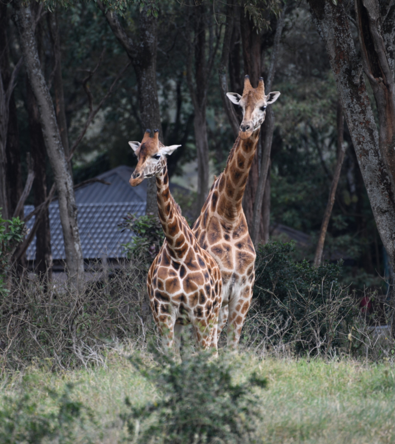 What Makes Giraffes So Special? | Alamy Stock Photo by Stuart Manktelow