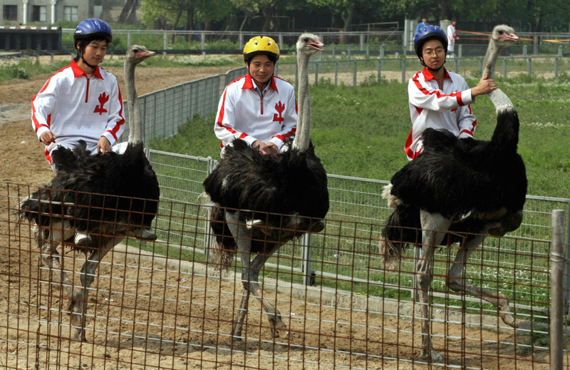 Ostrich Racing | Getty Images Photo By MARK RALSTON/Staff