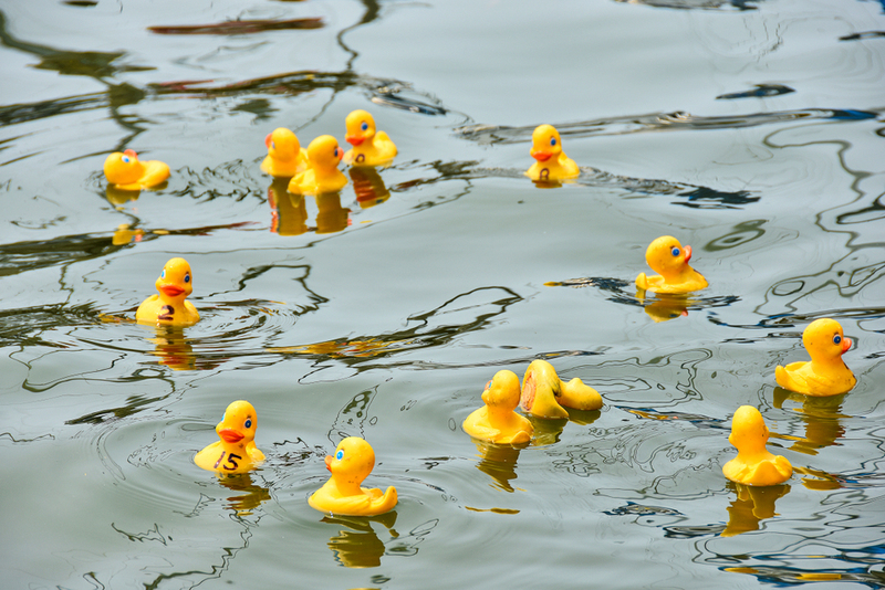 Duck Racing | Shutterstock
