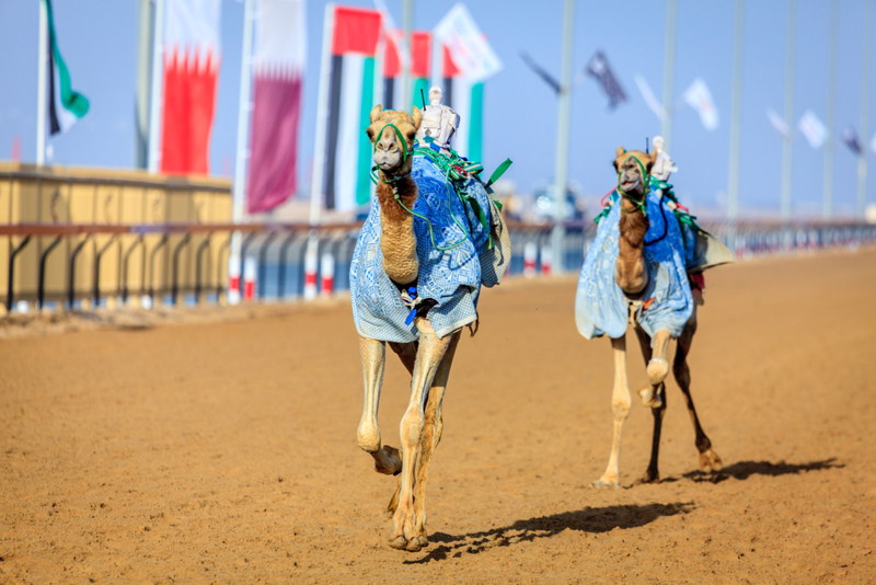 Robot Camel Racing | Getty Images Photo By Alexeys