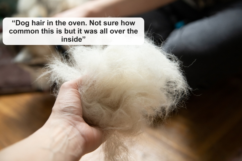 What Happened to the Dog? | Shutterstock