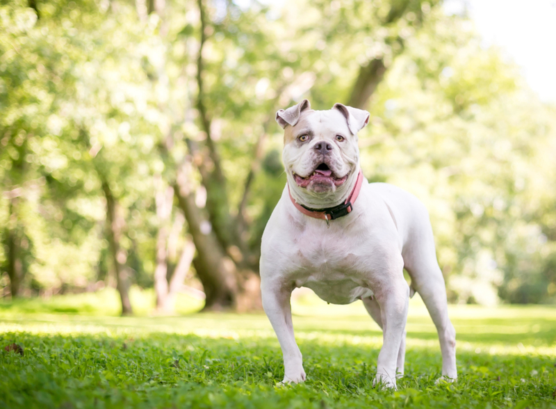 Bulldog americano | Alamy Stock Photo by Mary H. Swift