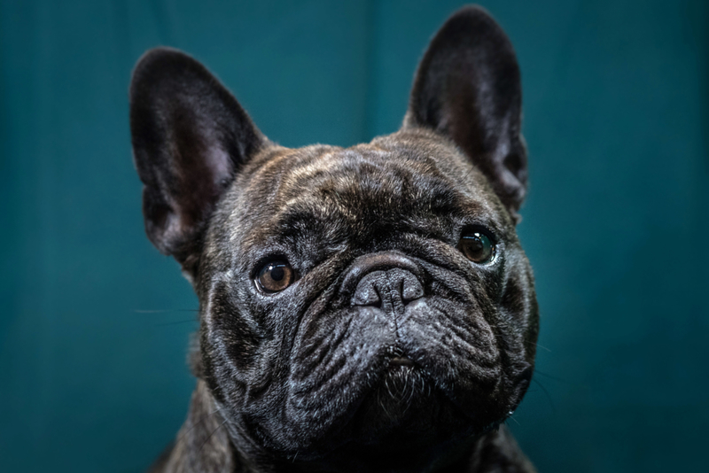 Bulldog francés | Getty Images Photo by Matt Cardy