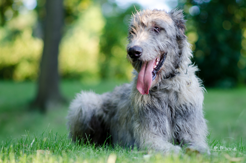 Perro lobo irlandés | Jana Oudova/Shutterstock 