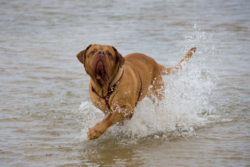 Dogo de Burdeos | Alamy Stock Photo by Ernie Janes