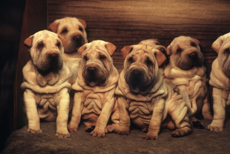 Shar pei | Getty Images Photo by Werner Baum/picture alliance