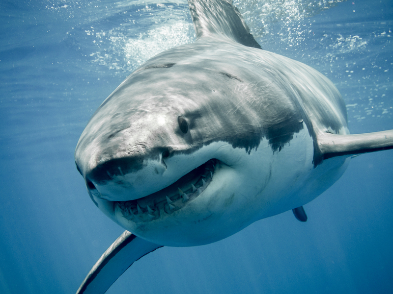 Great White Shark | Shutterstock
