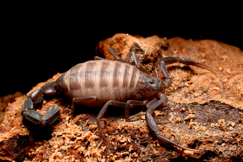 Fat-Tailed Scorpion | Shutterstock