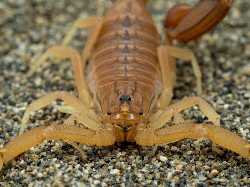 Indian Red Scorpion | Shutterstock