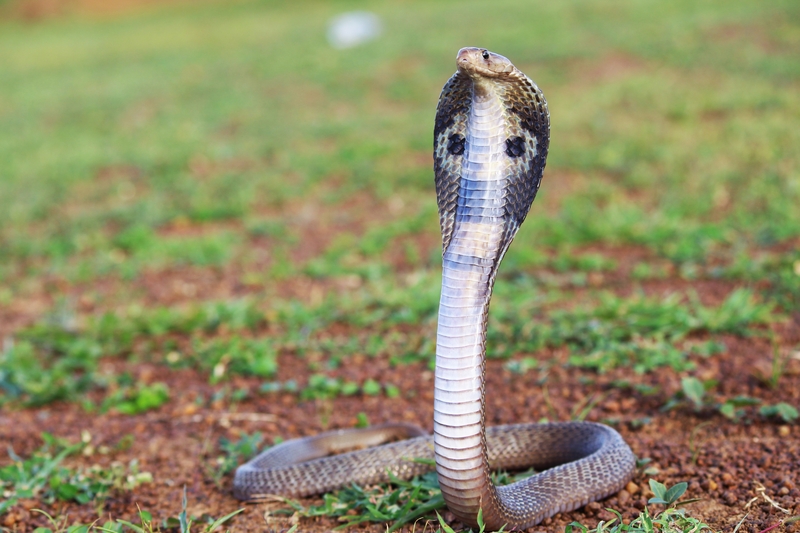 Indian Cobra | Shutterstock