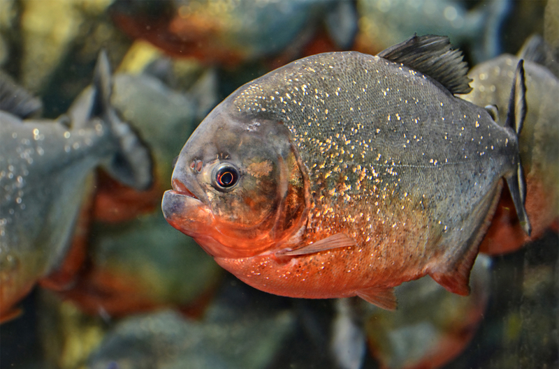 Red Bellied Piranha | Shutterstock