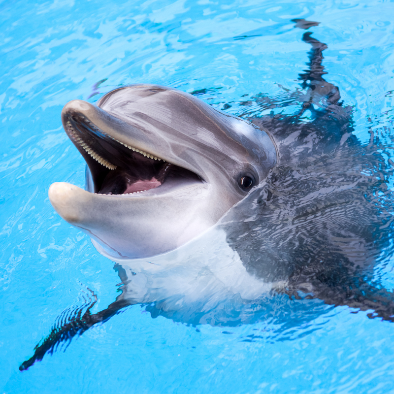 Dolphins | Shutterstock