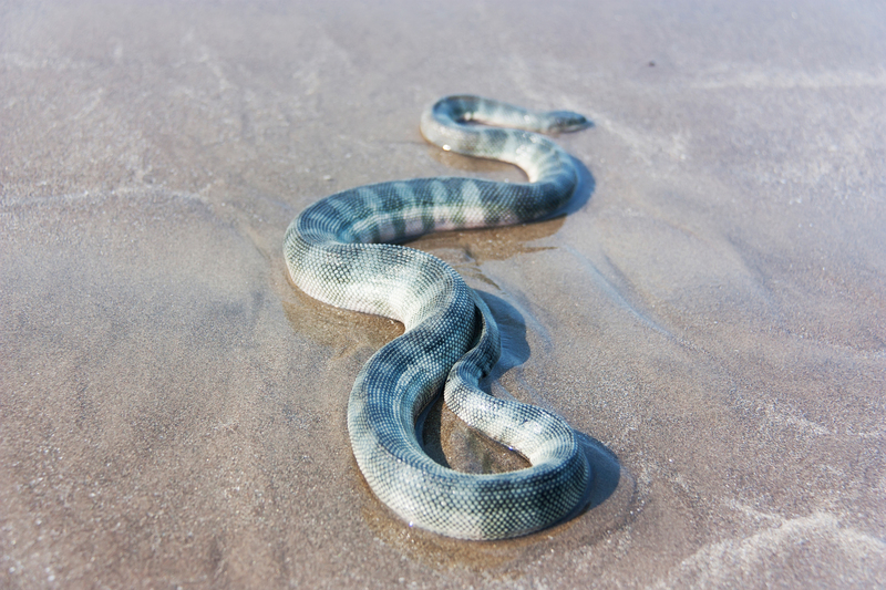 Beaked Sea Snake | Shutterstock