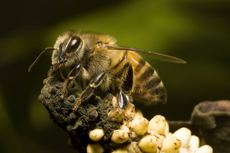 Africanized Honey Bee (Killer Bees) | Shutterstock
