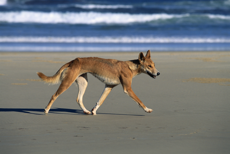Dingo | Getty Images Photo by Martin Harvey