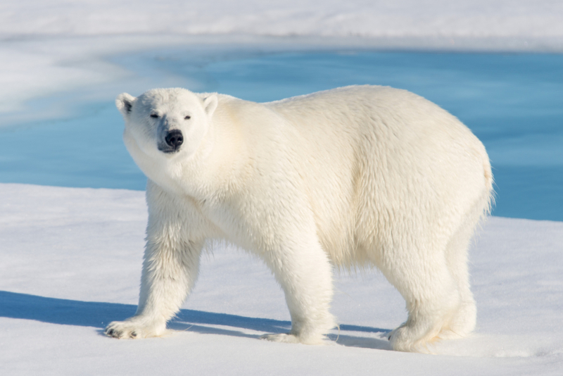 Polar Bear | Getty Images Photo by Alexey Seafarer