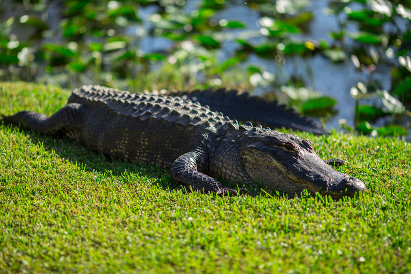 Alligator | Shutterstock