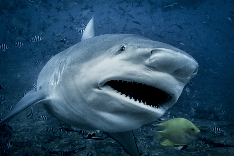 Bull Shark | Getty Images Photo by George Karbus Photography