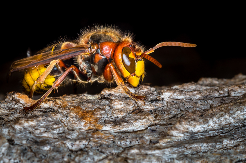 Giant Asian Hornet | Shutterstock