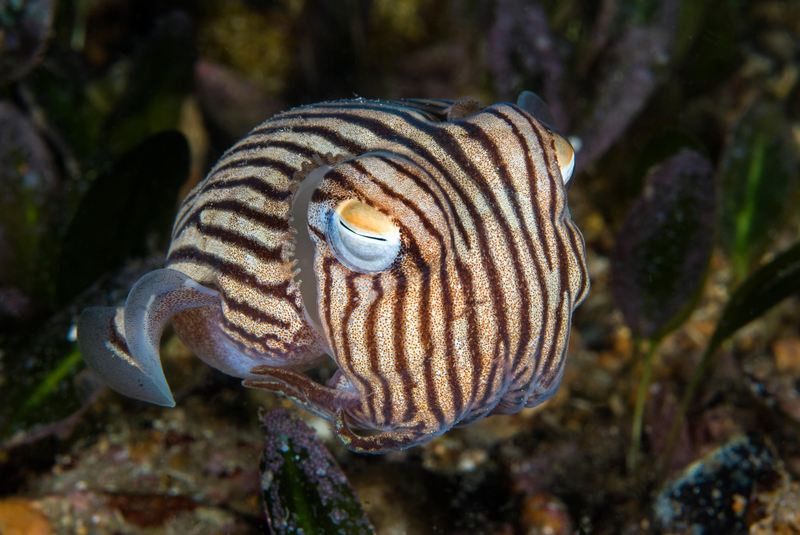 Striped Pyjama Squid | Alamy Stock Photo by Nature Picture Library / Alex Mustard