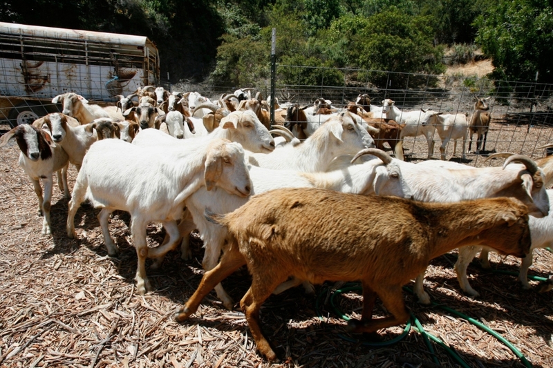 Goat Gardeners | Alamy Stock Photo