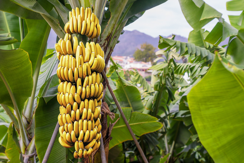 Bananas Grow on Trees | Shutterstock