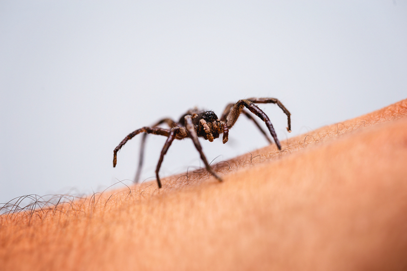 We Eat Three Spiders Per Year While Sleeping | Shutterstock