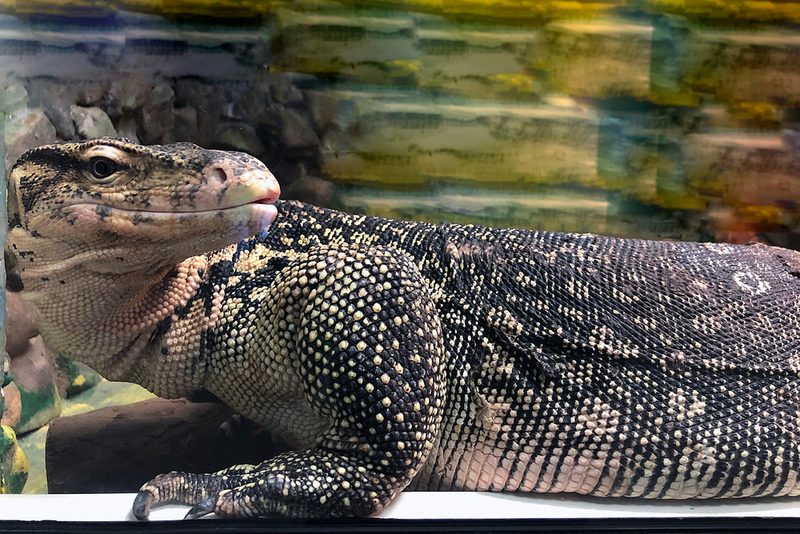 Lizards. Realy Big Lizards | Shutterstock