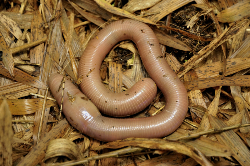 Massive Earthworm | Getty Images Photo by Fabian von Poser
