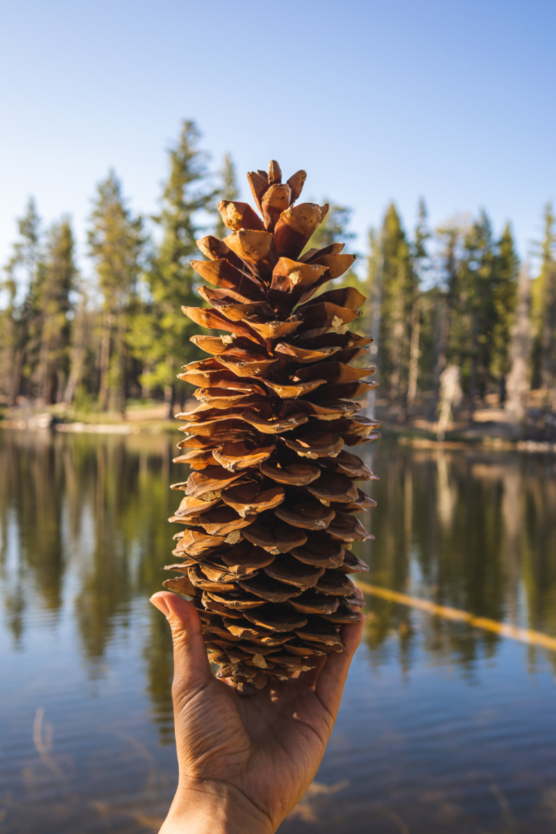 Giant Pinecone | Shutterstock