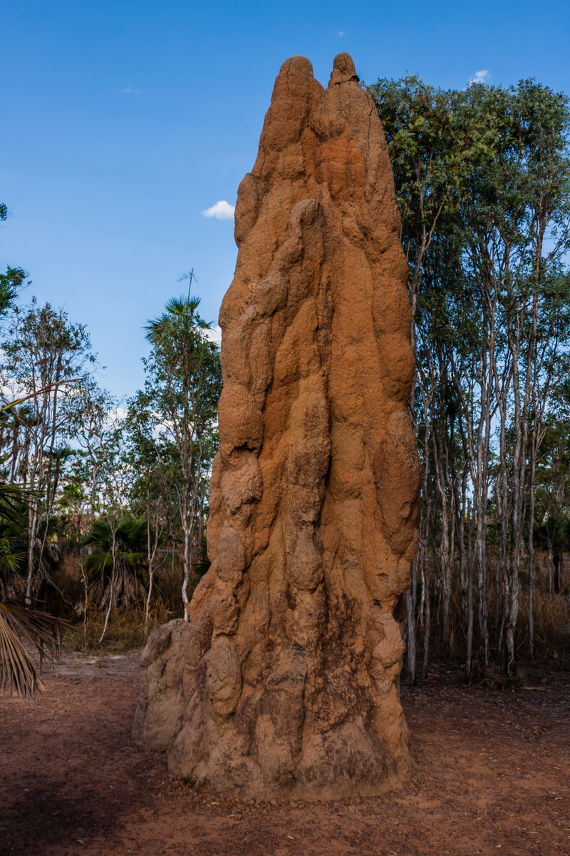 Termite Mounds | Getty Images Photo by vdvornyk