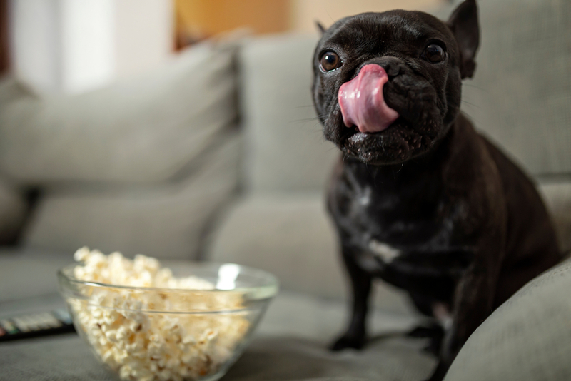 Grab Some Popcorn and Teach Your Dog to Catch | Shutterstock Photo by charfilmax