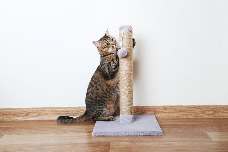 Get a Scratching Post | Shutterstock Photo by 5 second Studio