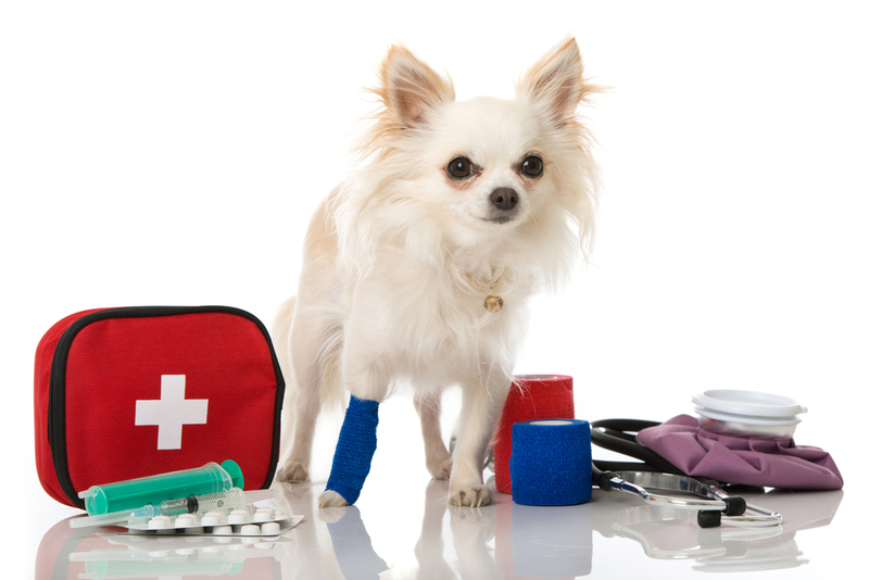 Create a Dog First-Aid Kit | Shutterstock Photo by Dora Zett