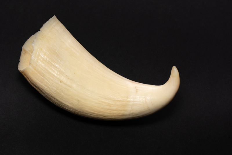  Whale Teeth Instead of a Ring | Shutterstock