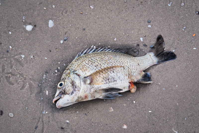 Using Dead Fish to Prepare the Groom for Married Life | Shutterstock