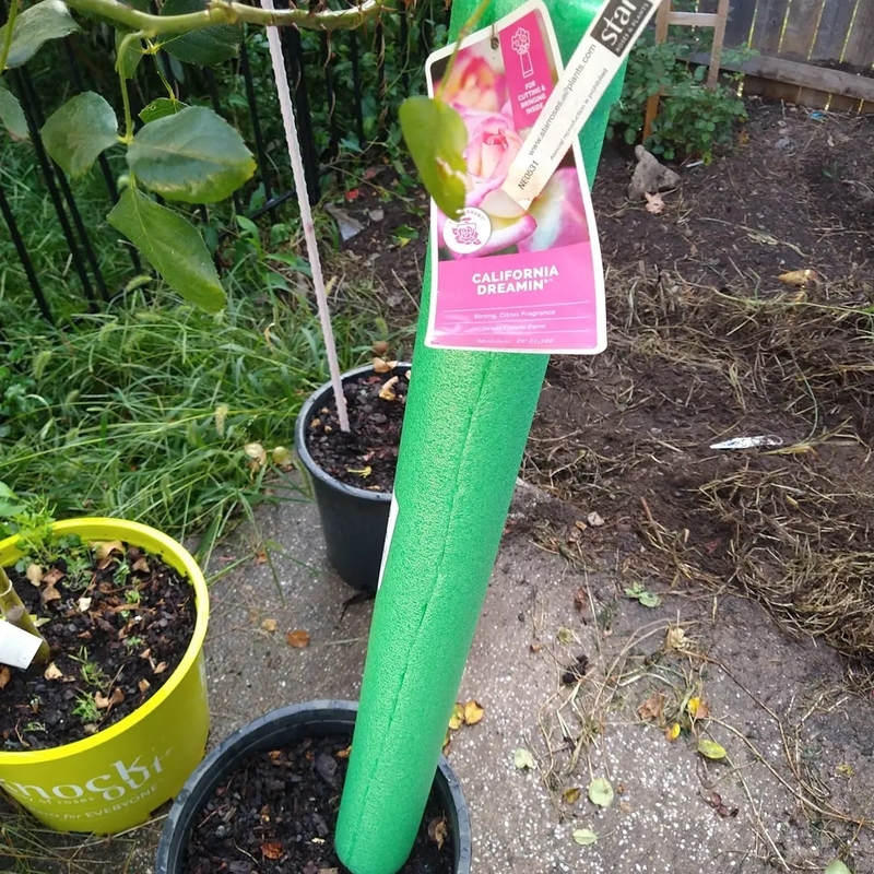 Winter Plant Protector | Instagram/@lettucebeesustainable