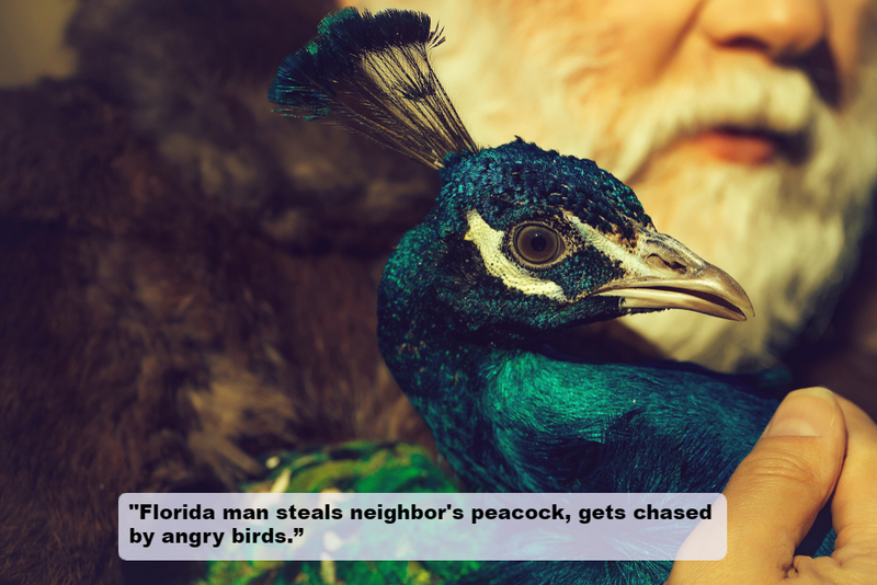 We Must Protect the Peacock | Shutterstock
