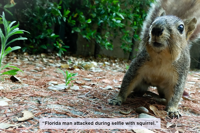 Squirrels Can Be Just as Wild as Florida Man | Getty Images Photo by Julie Johnson
