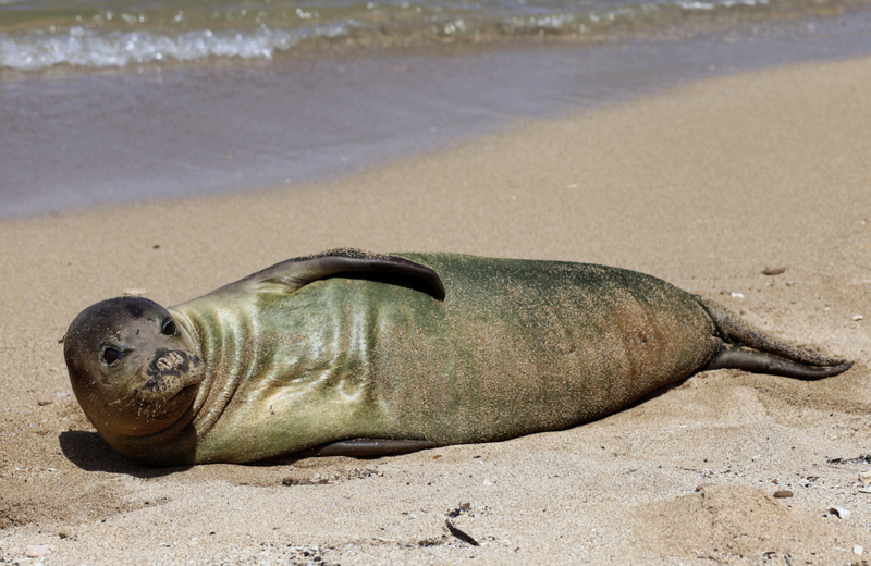 Seal Monks Do More Than Just Molt | Getty Images Photo by dschreiber29