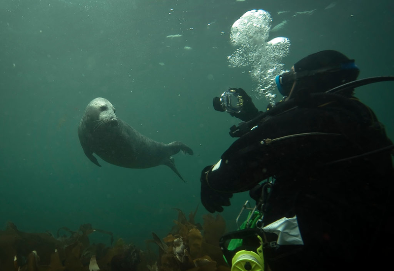 Don't Touch the Seals | Getty Images Photo by Dan Kitwood